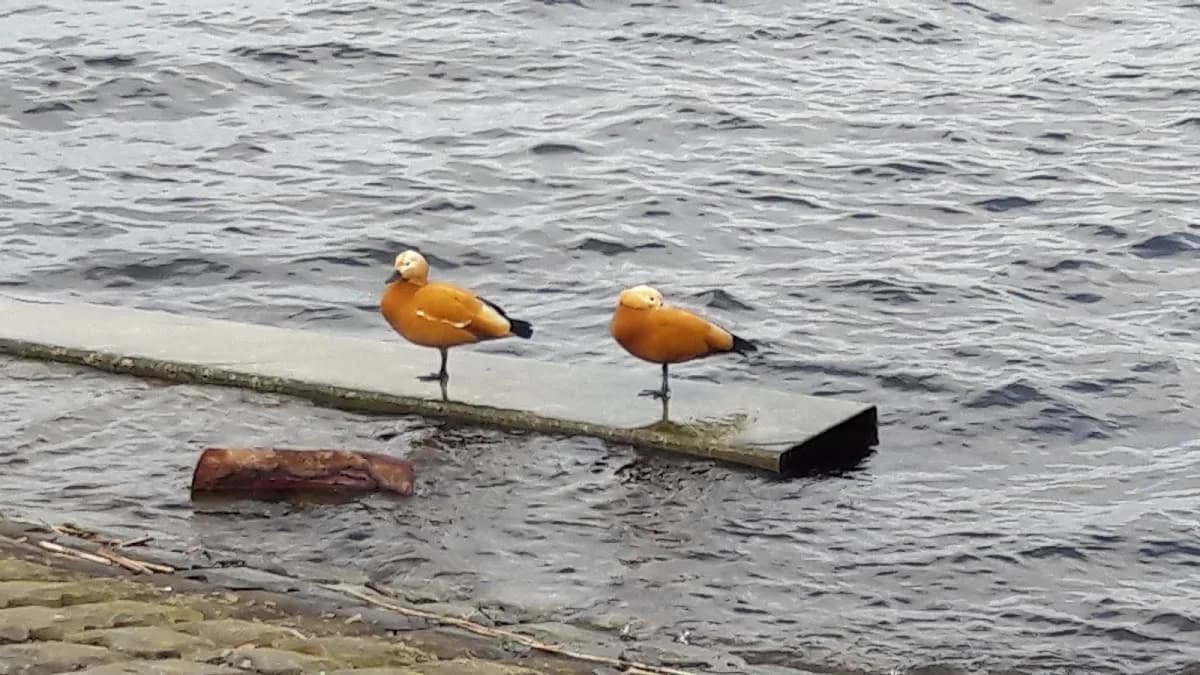 Foto van Pedicurepraktijk Kudelstaart